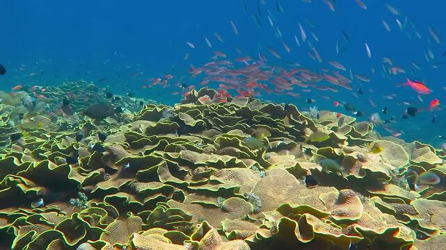 Vacation scuba diving in the blue nice ocean water with rich aquatic coral reef. Tropical coral reef underwater garden, great colors, deep blue background. Adventure travel holiday by the sea.