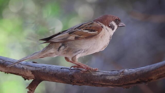 footage of a male tree sparrow into the garden (Passer montanus)