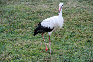 Stork in freedom