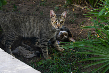 Fototapeta premium cats life freedom