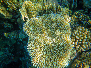 Red Sea wonderful coral reef life