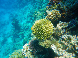 Red Sea wonderful coral reef life