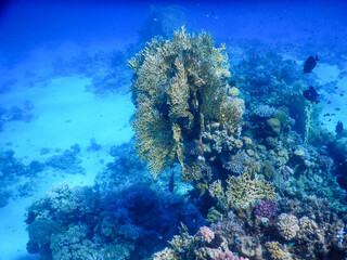 Red Sea wonderful coral reef life