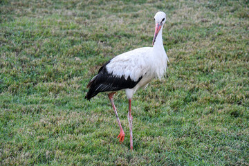 Stork in freedom