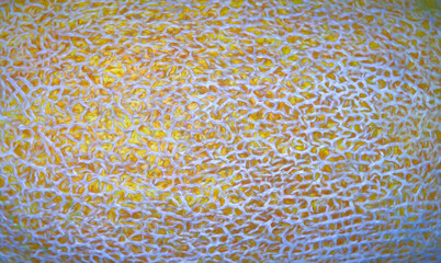fragment of melon pattern as background for artists