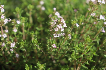 Thymus vulgaris - Blätter und Blüten 