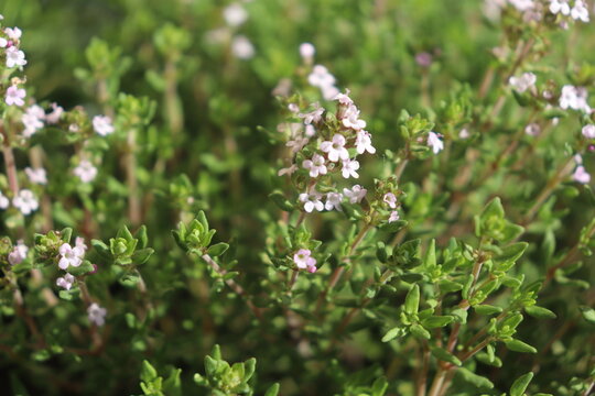 Thymus vulgaris - Bl&auml;tter und Bl&uuml;ten 