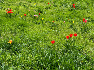 Tulips flowers in the field grass