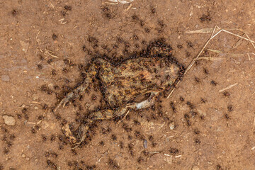 Ants feeding on a dead frog in eastern Uganda