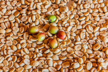 Fresh and peeled coffee beans in Sipi village, Uganda