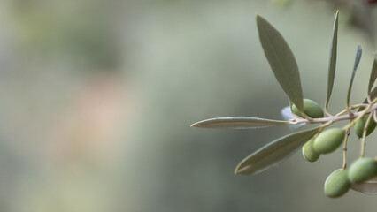 Olive Branch with Green Olives for Banner