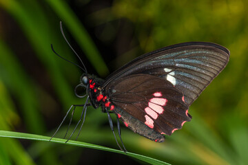 Mylotes cattleheart butterfly in a botanical garden. 