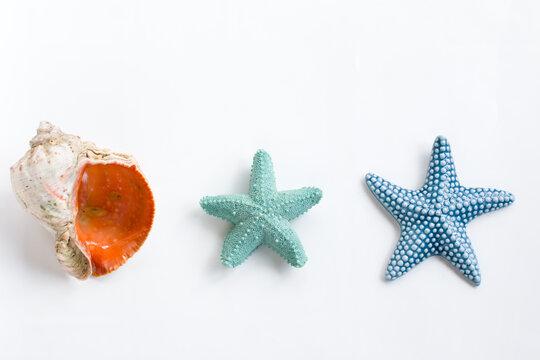 rapans are marine mollusks. Seashell on the seashore
