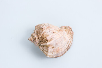 rapans are marine mollusks. Seashell on the seashore