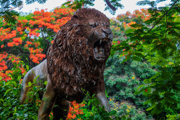 Roaring lion in the zoo. Clicked at Arignar anna zoological park, India
