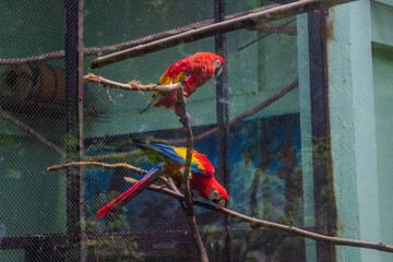 Colorful Macaws behind the fence.  Clicked at  Arignar Anna Zoological Park , India