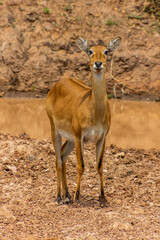 Ugandan Kob (Kobus kob thomasi) in Murchison Falls national park, Uganda