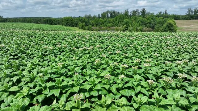 Aerial of tabacco plants in bloom on plantation in Virginia USA
