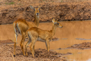 Ugandan Kob (Kobus kob thomasi) in Murchison Falls national park, Uganda