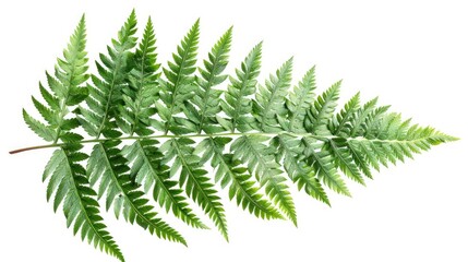 A vibrant green fern leaf showcasing intricate patterns and natural beauty, perfect for botanical and nature-themed projects.