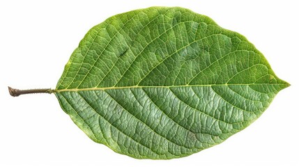 Obraz premium A vibrant green leaf showcasing detailed veins and a natural texture, perfect for nature-themed projects and backgrounds.