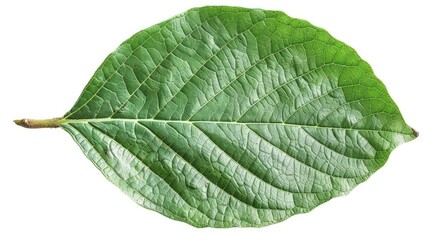 Obraz premium A vibrant green leaf showcasing intricate veins and a glossy texture, perfect for nature-themed projects and backgrounds.