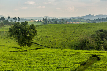 Obraz premium Tea plantations near Fort Portal, Uganda