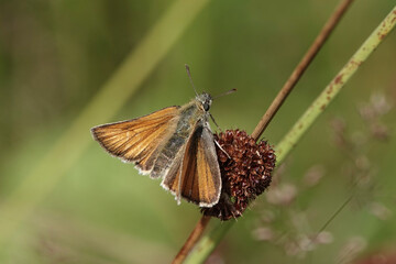 Small Skipper butterfly (Thymelicus sylvestris)