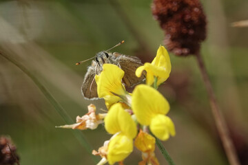 Small Skipper butterfly (Thymelicus sylvestris) feeding on Bird's Foot Trefoil