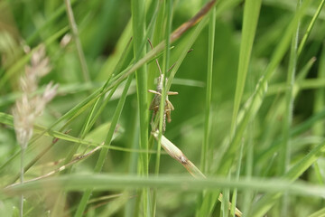A grasshopper on a blade of grass
