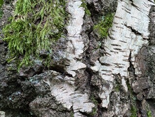 An old mossy trunk of a birch tree