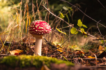 Fliegenpilz im Wald
