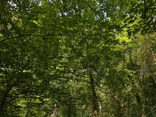 The canopy of a British broadleaf woodland