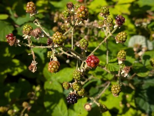 Unripe blackberries on a bramble bush in late summer