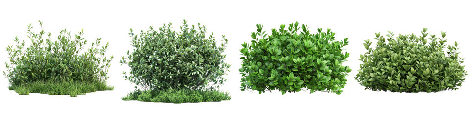 Fototapeta premium A collection of various green bushes showcasing different foliage textures and shapes for landscape design inspirations.