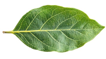 Obraz premium A vibrant green leaf showcasing intricate veins and texture, perfect for nature-themed designs and organic concepts.