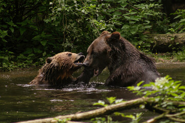 Obraz premium Two brown bears playing in the water