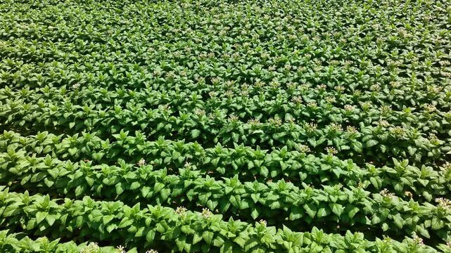 Aerial of tabacco plants in bloom on plantation in Virginia USA