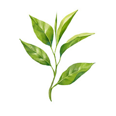 Green tea leaves illustration, isolated on white background