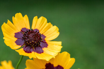 plains coreopsis