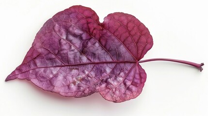Fototapeta premium A vibrant purple leaf showcasing intricate textures and colors, perfect for nature-themed designs and botanical illustrations.