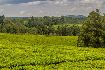 Tea plantations near Rweetera village in the crater lakes region near Fort Portal, Uganda