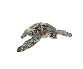 Sea turtle swimming on white background