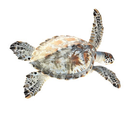 Sea turtle swimming on white background