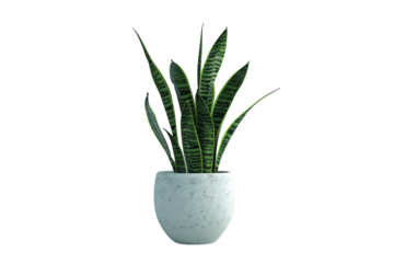 Snake plant in white pot