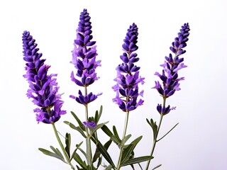 Naklejka premium lavender flowers isolated on white background