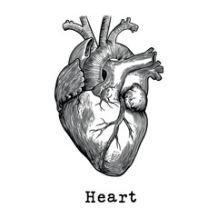Heart vintage drawing. Vintage heart drawing in engraving style. Detailed human heart drawing