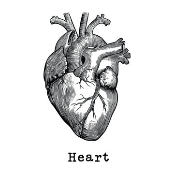 Heart vintage drawing. Vintage heart drawing in engraving style. Detailed human heart drawing