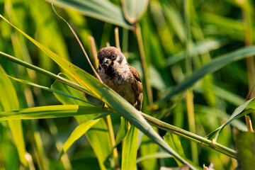 Sparrow sitting on a plant with a caterpillar in its mouth