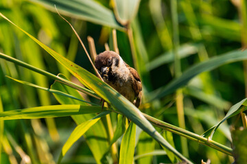 Sparrow sitting on a plant with a caterpillar in its mouth